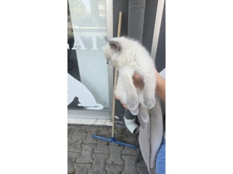 British shorthair blue point kedimiz