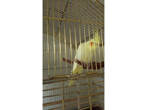 Lutino 6 aylık sultan papağanı