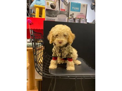 Mersin toy poodle yavrumuz