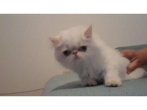Exotik shorthair ve longhair