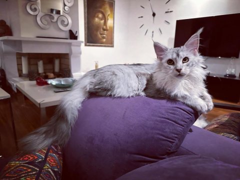 Safkan maine coon - tecrübeli ömürlük aileler aranıyor