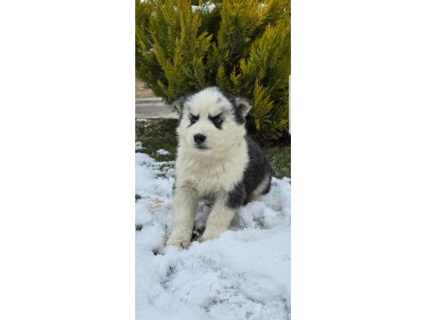 Maviş gözlü safkan husky minikler