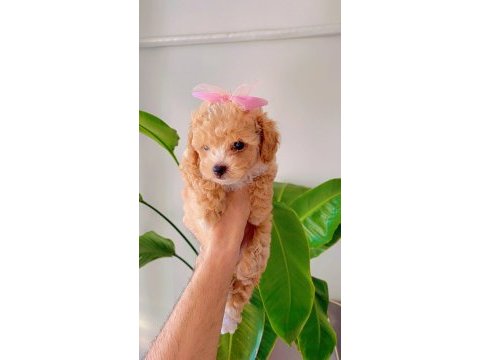 Teacup maltipoo 2 aylık teacup toy poodle ayarında
