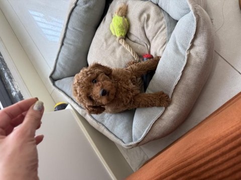 Toy poodle dişi tek yavrum