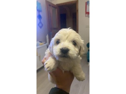 Orjinal maltese terrier yavrularımız