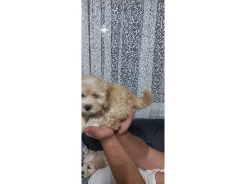 A kalite maltipoo yavrular
