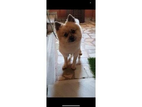 Pomeranian spitz
