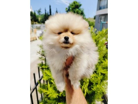 Pomeranian yavruları