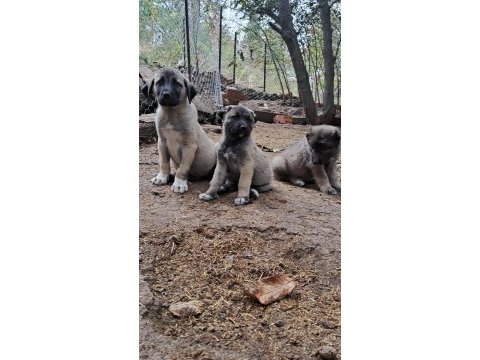 Kalite yavru kangal köpeği