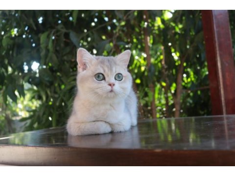 Safkan secereli blue golden erkek yavru