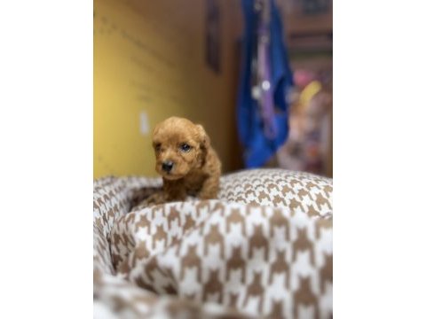 1 aylık erkek poodle yavru yer izmir