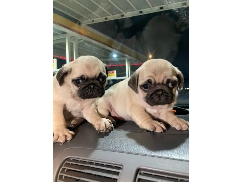 Muhteşem pug mops bebek köpekler