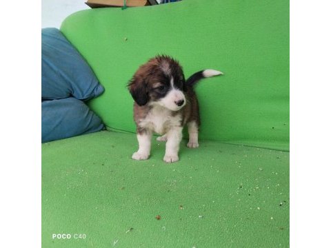Fino yavru köpeğimiz kayseri