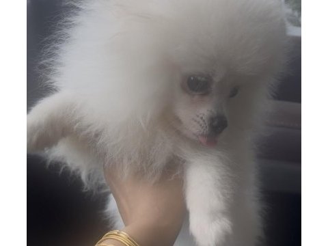 0 numara 5 aylık dişi pomeranian