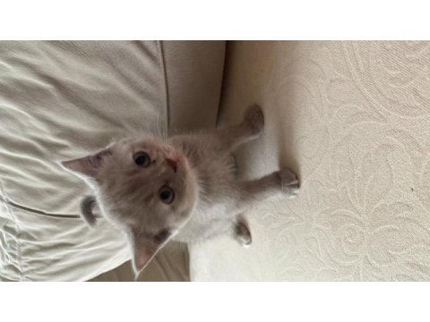 Scottish fold kedimiz
