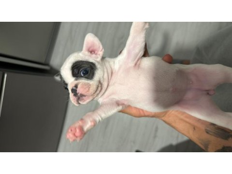 French bulldog yavruları
