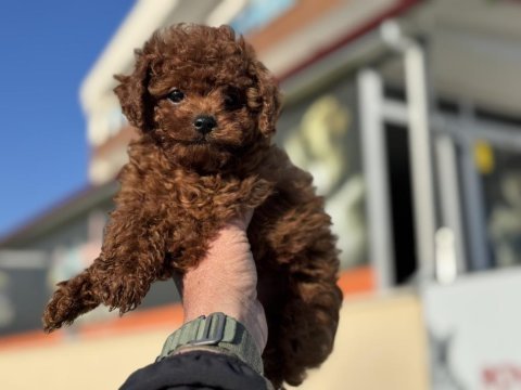 Yasal ruhsatlı çiftlikden toy poodle yavrularımız