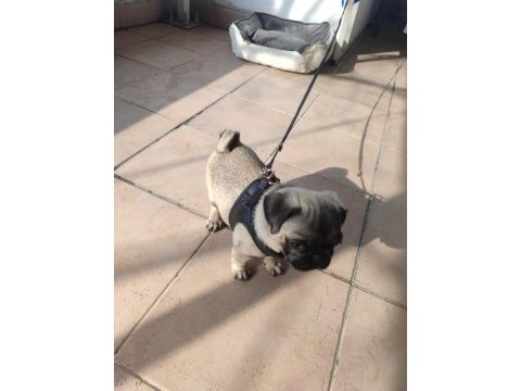 3 aylık erkek pug yavrusu