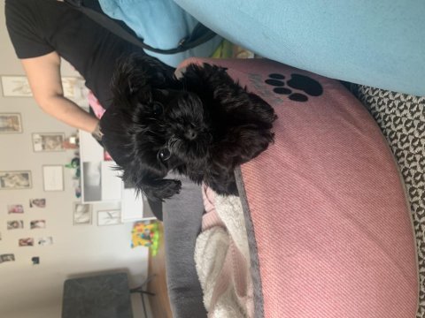 Poodle ayarında maltipoo tüy dökmez koku yapmaz uyguna