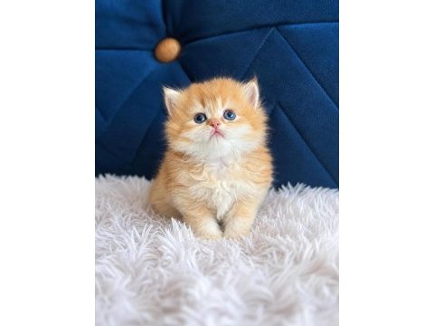 British shorthair ve longhair golden yavrular