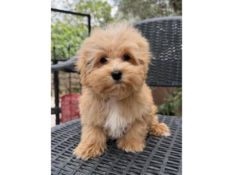 Mini maltipoo