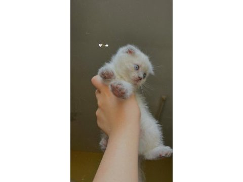 Scottish fold blue point yavru