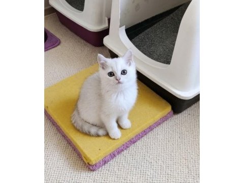 Muhteşem british shorthair silver dişi yavru
