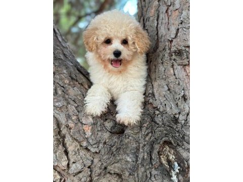 Maltipoo yavrumuz