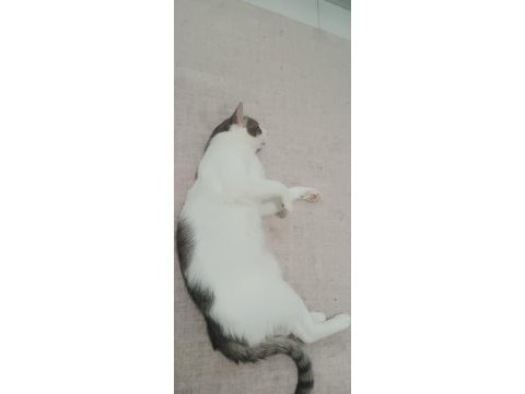 Ücretsiz kedi sahiplendirme