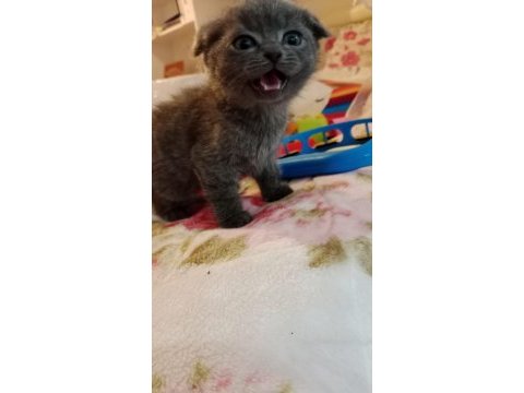 Scottish fold yavru kedimiz