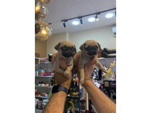 Dişi pug mops minikler