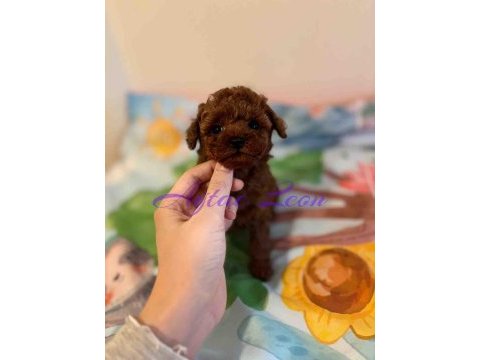 Tıny boy kore poodle dişi