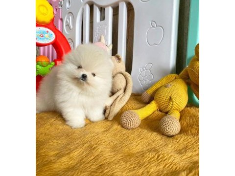 Özel pomeranian yavruları