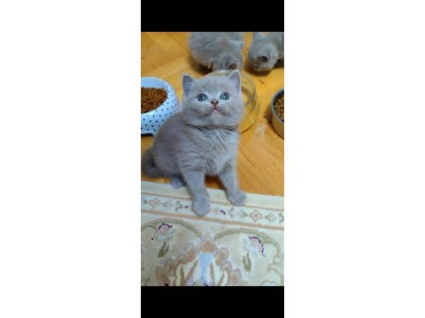 Gri lilac dişi erkek british shorthair yavrular