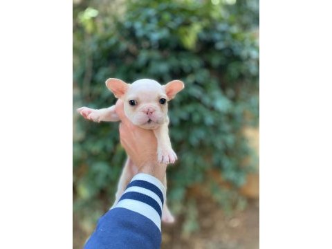 Sağlıklı krem french bulldog bebekler