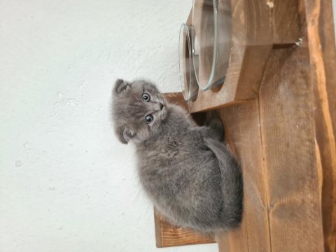 Fıstığımın british longhair yavruları