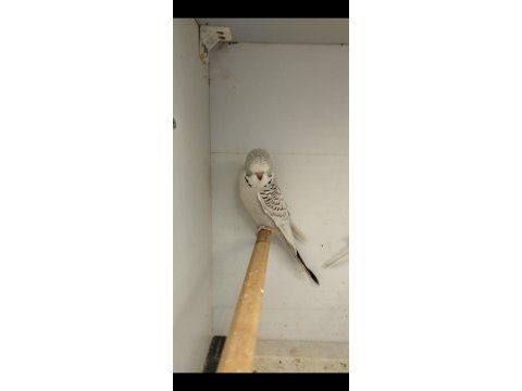 Yeni yem yemeye başlayan muhabbet kuşu bebekler