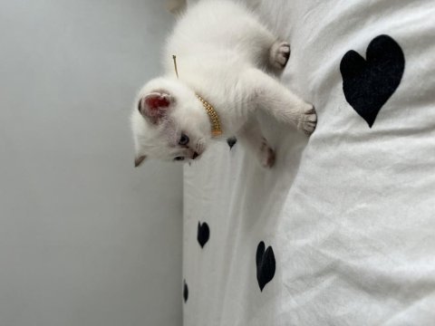 Minik british shorthair bebeğimiz