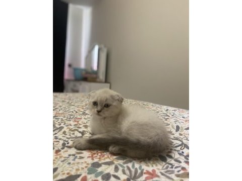 Scottish fold blue point dişi