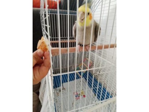 Konuşan sultan papağanı