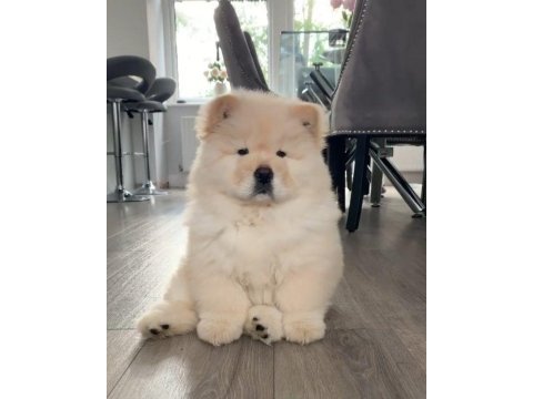 Chow chow çin aslanı yavrular
