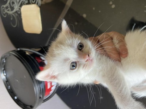 Yavru british shorthair antalya