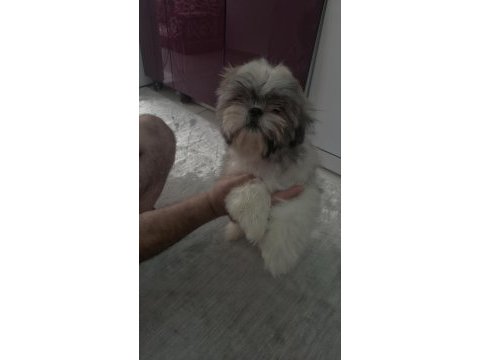 Shih-tzu yavrularımız