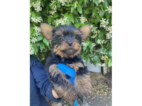Yorkie shire şirineler