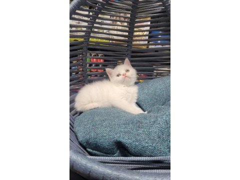 British shorthair dişi prenses