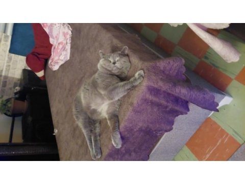 Kehribar göz british shorthair