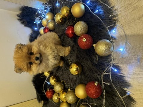 Orijinal pomeranian boo bebeğimiz