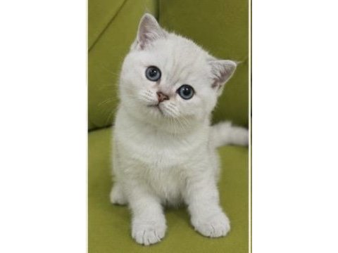 Safkan aa kalite erkek british shorthair yavrularım
