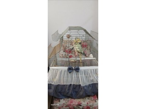 Sultan papağanı erkek aşkım diye konuşuyor