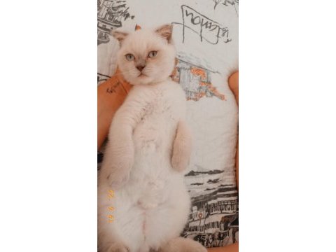 Scottish fold blue point